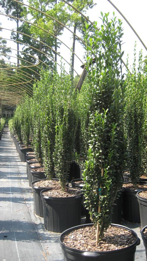 Ilex crenata 'Sky Pencil' (Sky Pencil Japanese Holly)