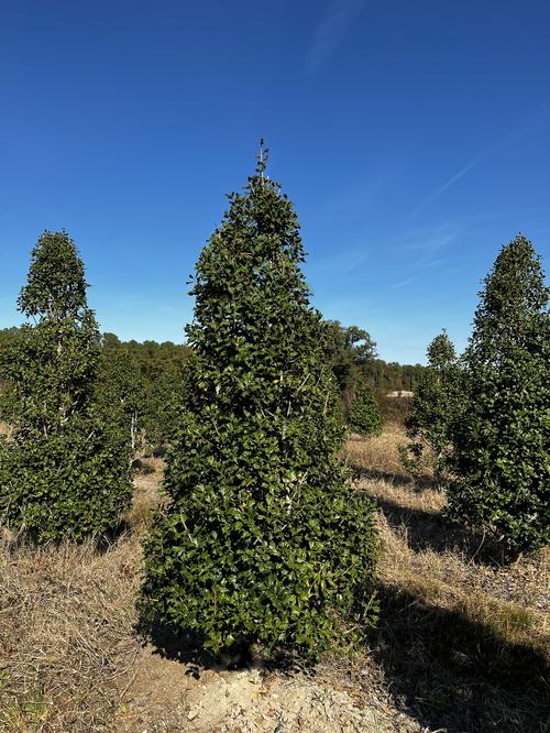 Ilex opaca 'Dan Fenton' (Dan Fenton Holly)