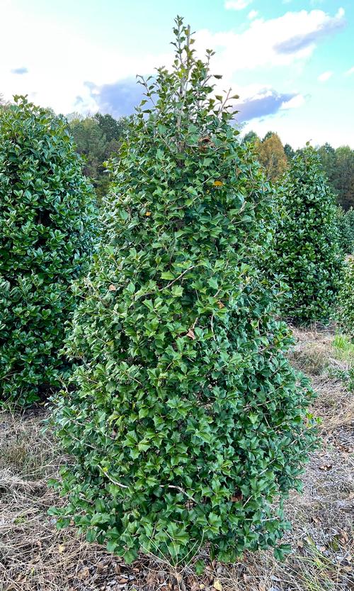 Ilex opaca (Red Velvet American Holly)