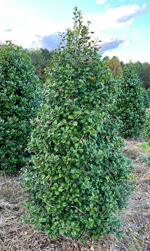 Ilex opaca 'Red Velvet' (Red Velvet American Holly)