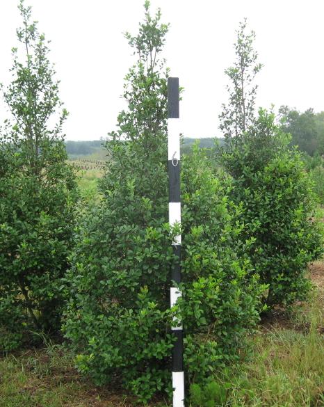 Ilex opaca 'Tinga' (Tinga American Holly)