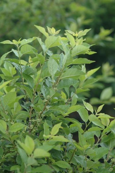Ilex verticillata (Apollo Winterberry Holly)