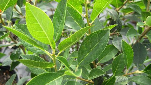 Ilex verticillata 'Southern Gentleman' (Southern Gentleman Winterberry Holly)