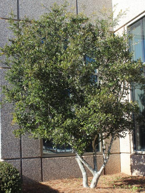 Ilex vomitoria 'Shadow's Female' (Shadows Female Holly)