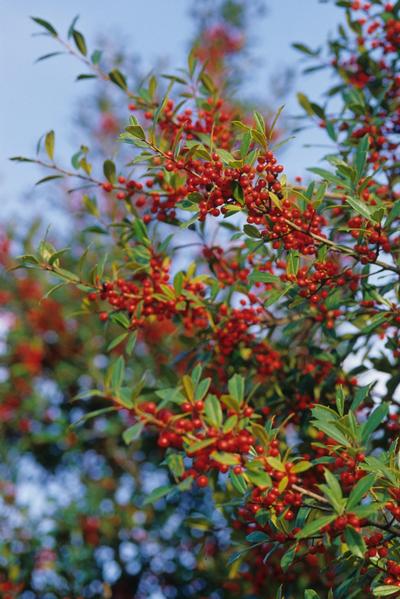 Ilex x attenuata 'Foster' (Foster Holly)