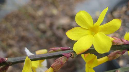 Jasminum nudiflorum (Winter Jasmine)