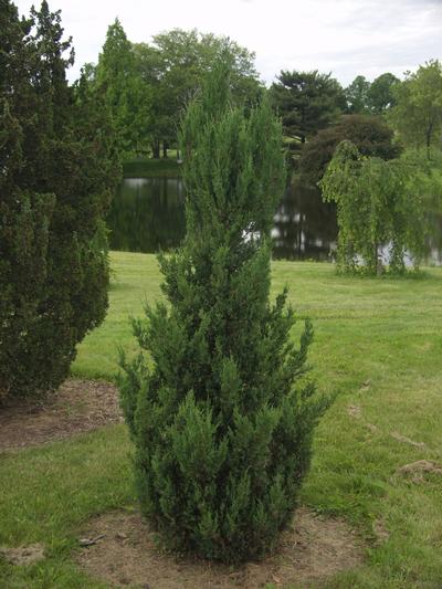 Juniperus chinensis (Blue Point Juniper)