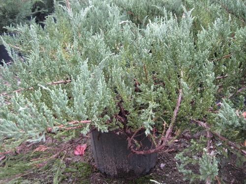 Juniperus chinensis var. sargentii (Green Sargent's Juniper)