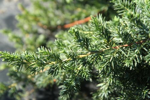Juniperus conferta (Blue Pacific Juniper)