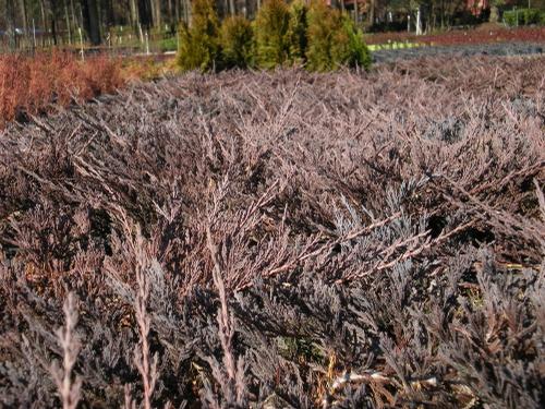 Juniperus horizontalis (Bar Harbor Juniper)