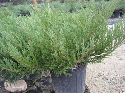 Juniperus horizontalis (Andorra Juniper)