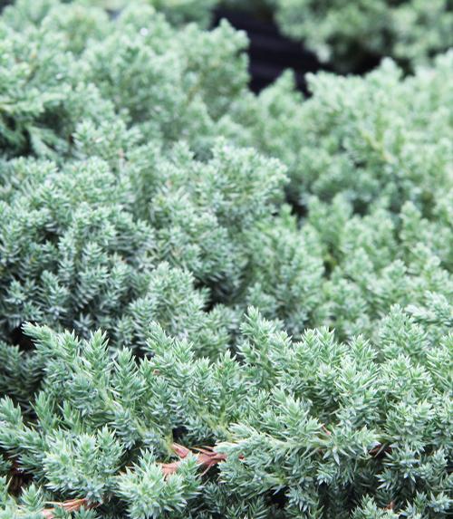 Juniperus procumbens 'Nana' (Dwarf Japanese Garden Juniper)