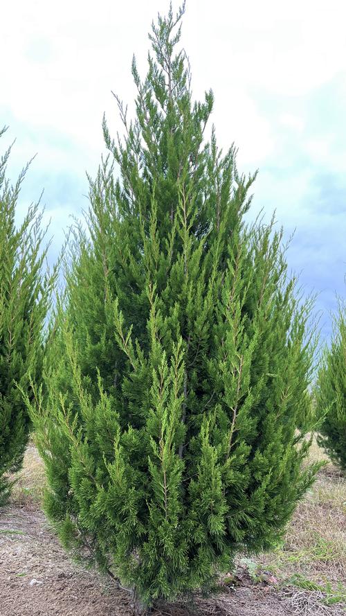Juniperus virginiana (Brodie Red Cedar)