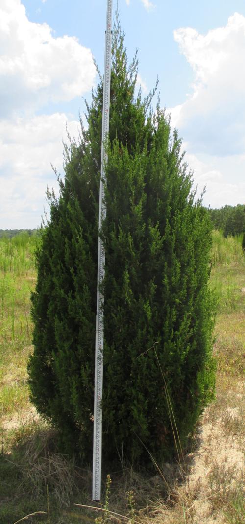 Juniperus virginiana 'Hillspire'