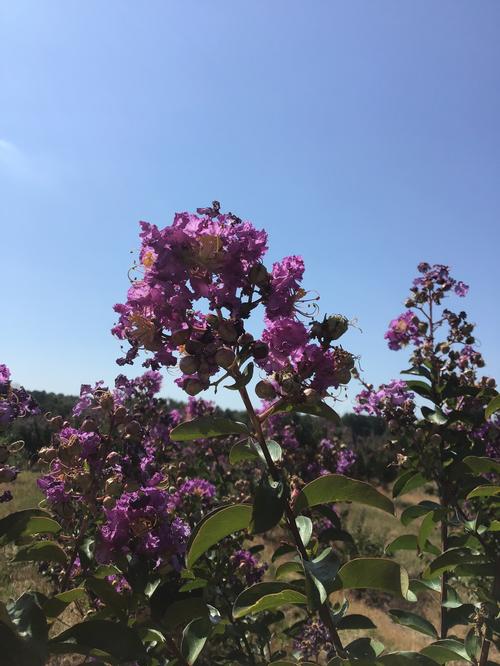 Lagerstroemia 'Catawba' - Catawba Crape Myrtle from Taylor's Nursery