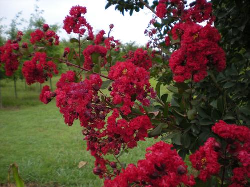 Lagerstroemia indica 'Dynamite' (Dynamite Crape Myrtle)