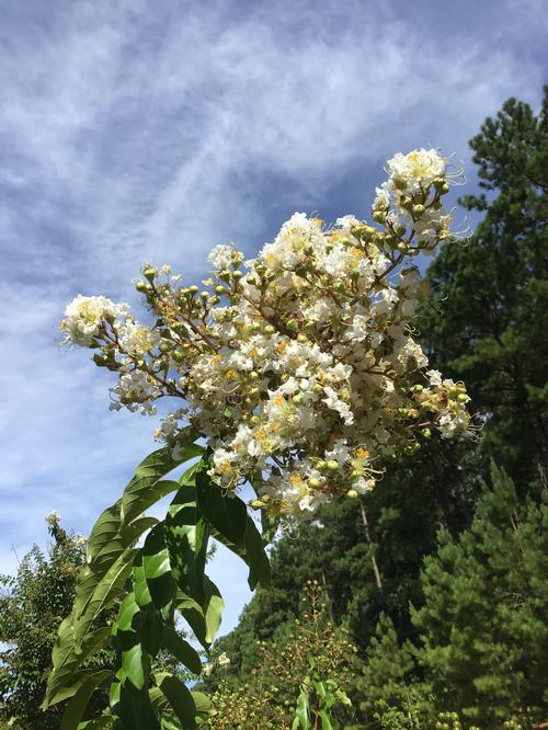 Lagerstroemia indica x fauriei 'Natchez' (Natchez Crape Myrtle)