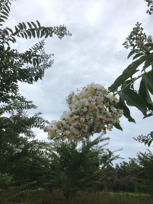 Lagerstroemia 'Sarah's Favorite' - Sarah's Favorite Crape Myrtle from Taylor's Nursery