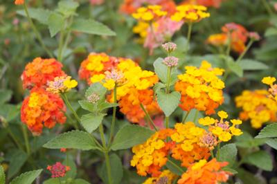Lantana camara (Star Landing Lantana)