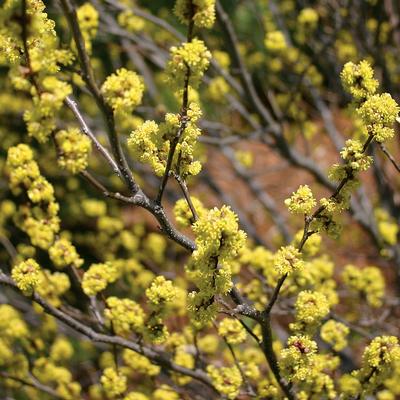 Lindera benzoin (Spice Bush)