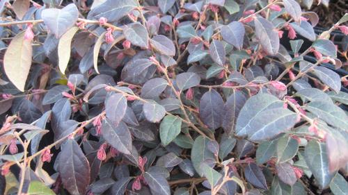 Loropetalum chinense (Daruma Loropetalum)