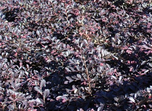 Loropetalum chinense 'Ruby' (Ruby Loropetalum)