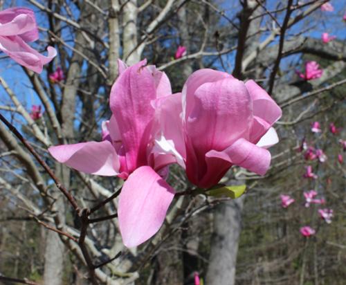 Magnolia x 'Galaxy'