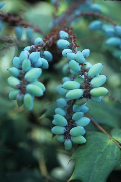 Mahonia bealei (Mahonia)