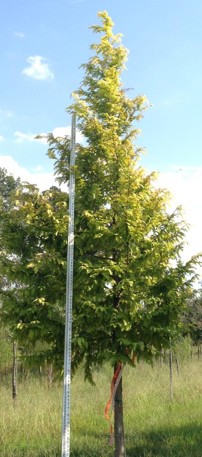 Metasequoia glyptostroboides (Ogon Redwood)