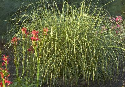 Miscanthus sinensis (Zebrinus Miscanthus)