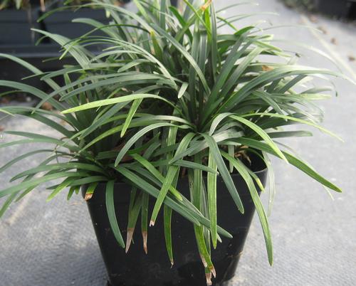 Ophiopogon japonicus 'Nana' (Dwarf Mondo Grass)