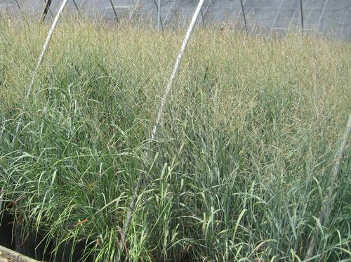 Panicum virgatum (Heavy Metal Switch Grass)