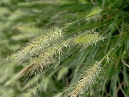 Pennisetum alopecuroides (Hameln Fountain Grass)
