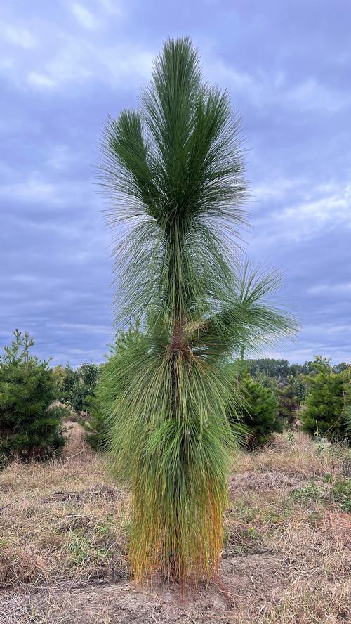 Pinus palustris (Long Needle Pine)