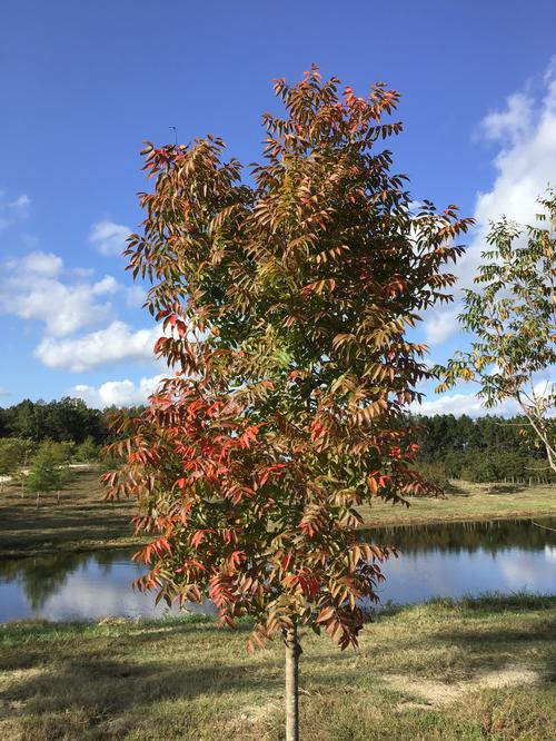 Pistachia chinensis - Chinese Pistacia from Taylor's Nursery