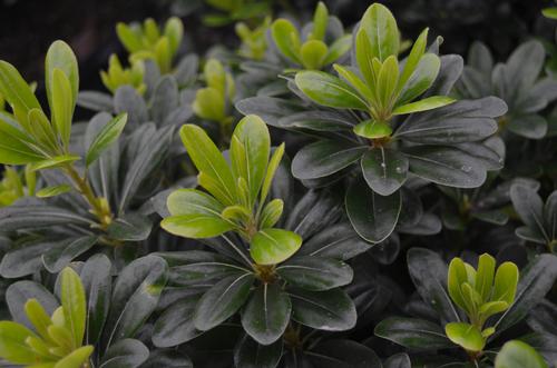 Pittosporum tobira 'Wheeler's Dwarf' (Wheeler's Dwarf Pittosporum)