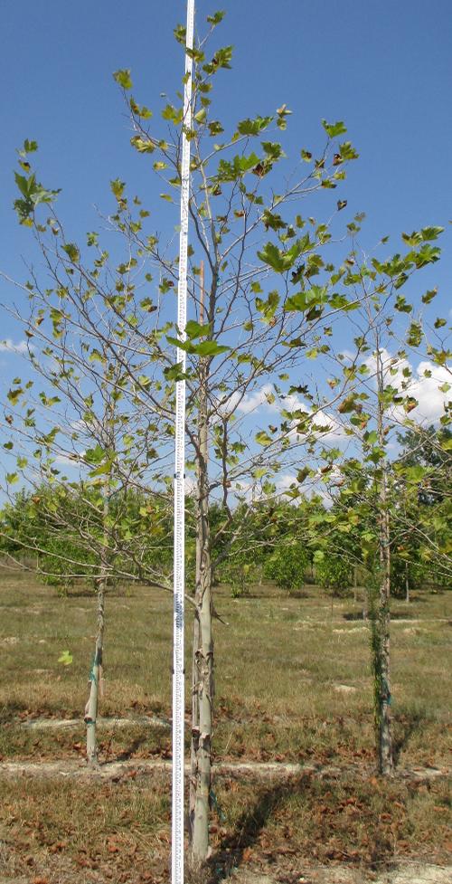 Platanus x acerifolia 'Bloodgood' (Bloodgood Sycamore)