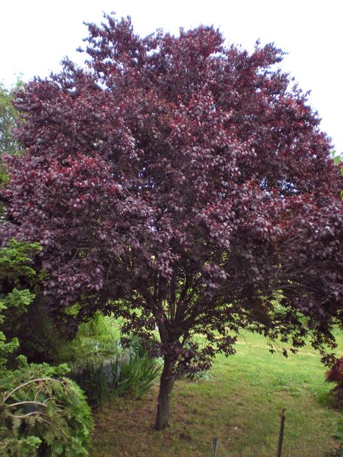 Prunus cerasifera 'Krauter Vesuvius' (Krauter Vesuvius Purple Plum)