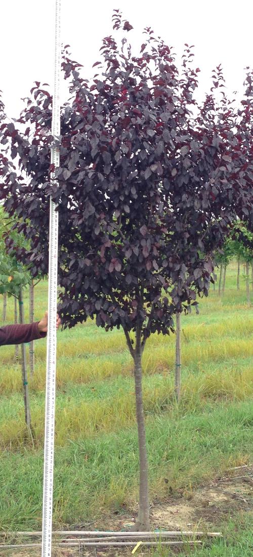 Prunus cerasifera 'Thundercloud' (Thundercloud Purple Plum)