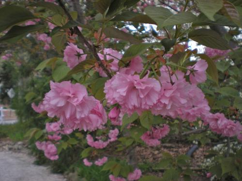 Prunus serrulata 'Kwanzan' (Kwanzan Cherry)