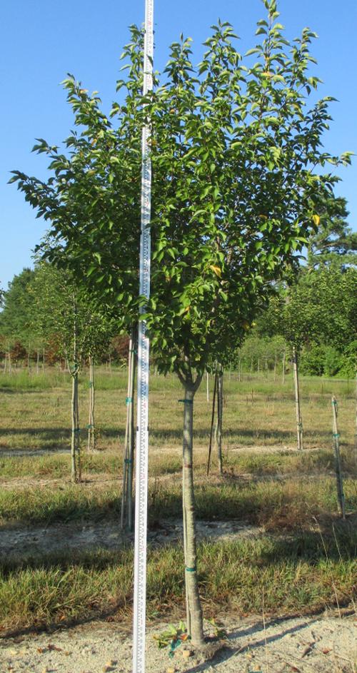 Prunus serrulata 'Snowgoose' (Snowgoose Cherry)