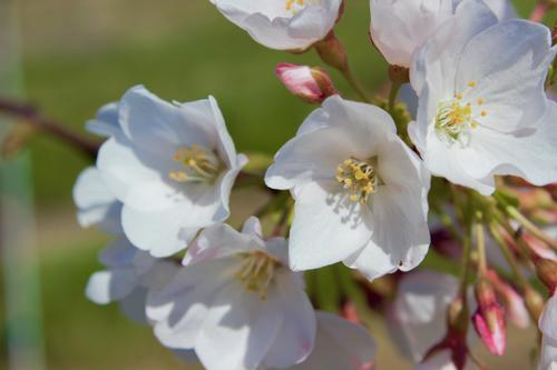 Prunus yedoensis 'Yoshino' (Yoshino Cherry)