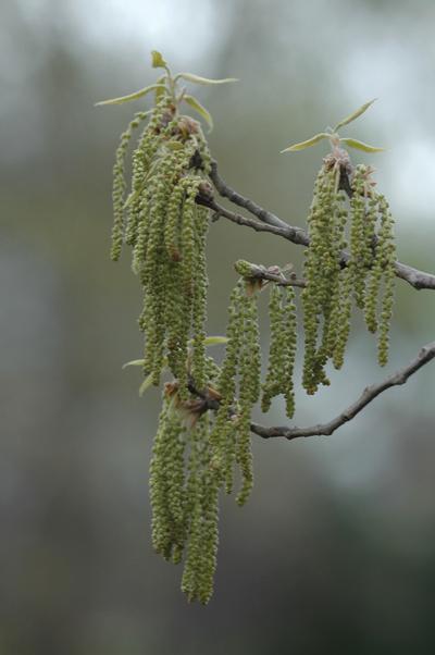 Quercus acutissima (Sawtooth Oak)