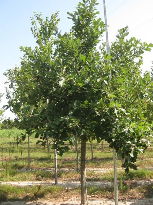 Quercus bicolor (Swamp White Oak)