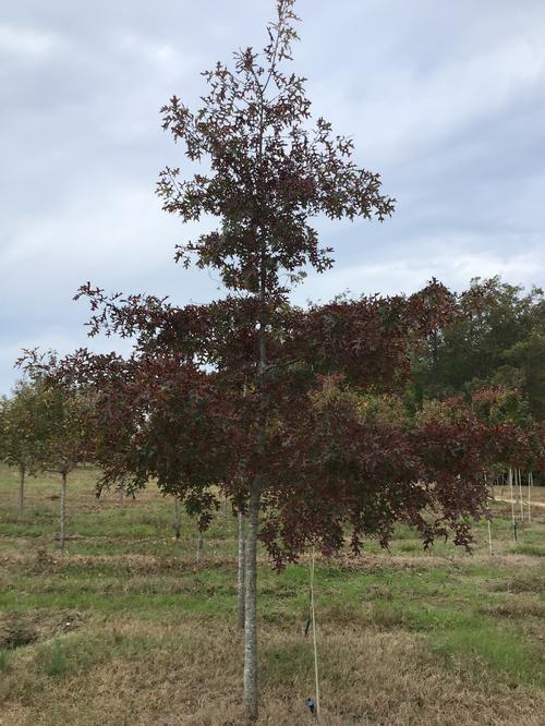 Quercus coccinea (Scarlet Oak)