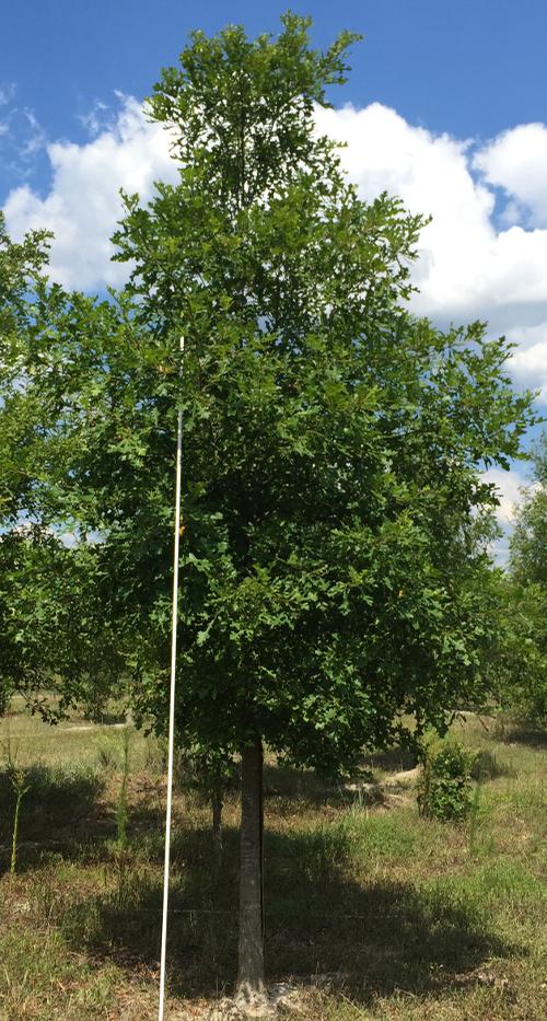 Quercus lyrata (Overcup Oak)