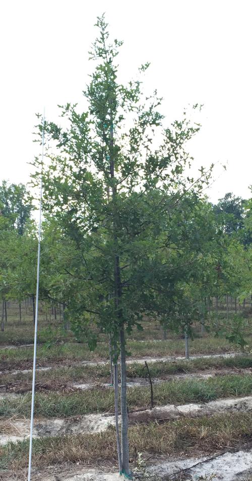 Quercus nuttalli (Nuttall Oak)