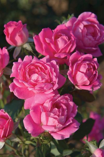 Rosa Double Pink Knock Out (Double Pink Knock Out Rose)