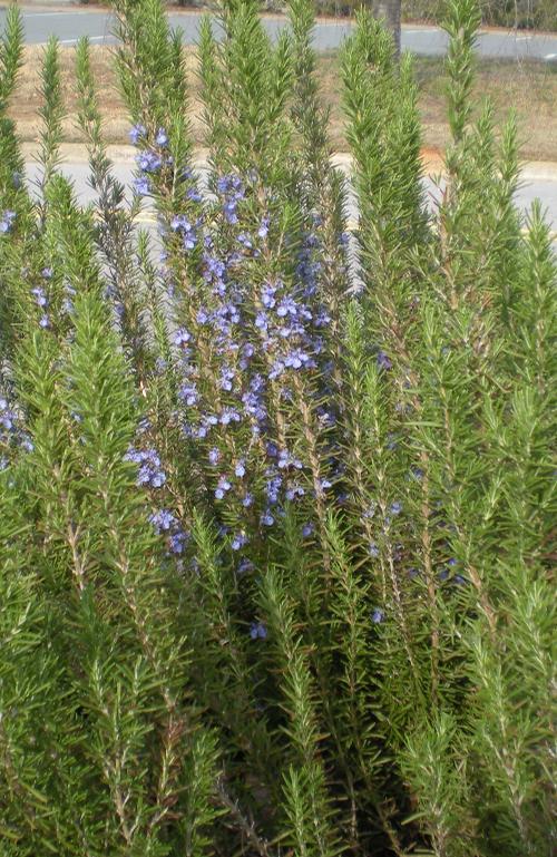 Rosmarinus officinalis 'Arp' (Arp Rosemary)