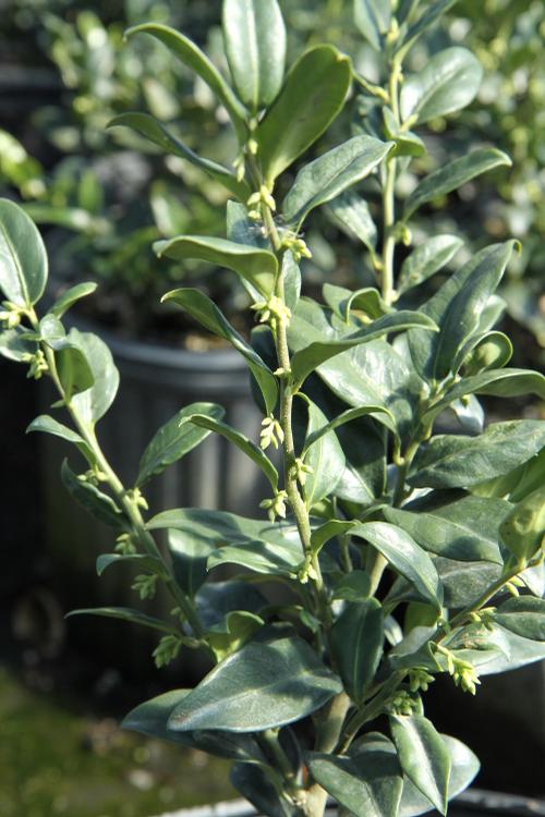 Sarcococca confusa (Sarcococca)